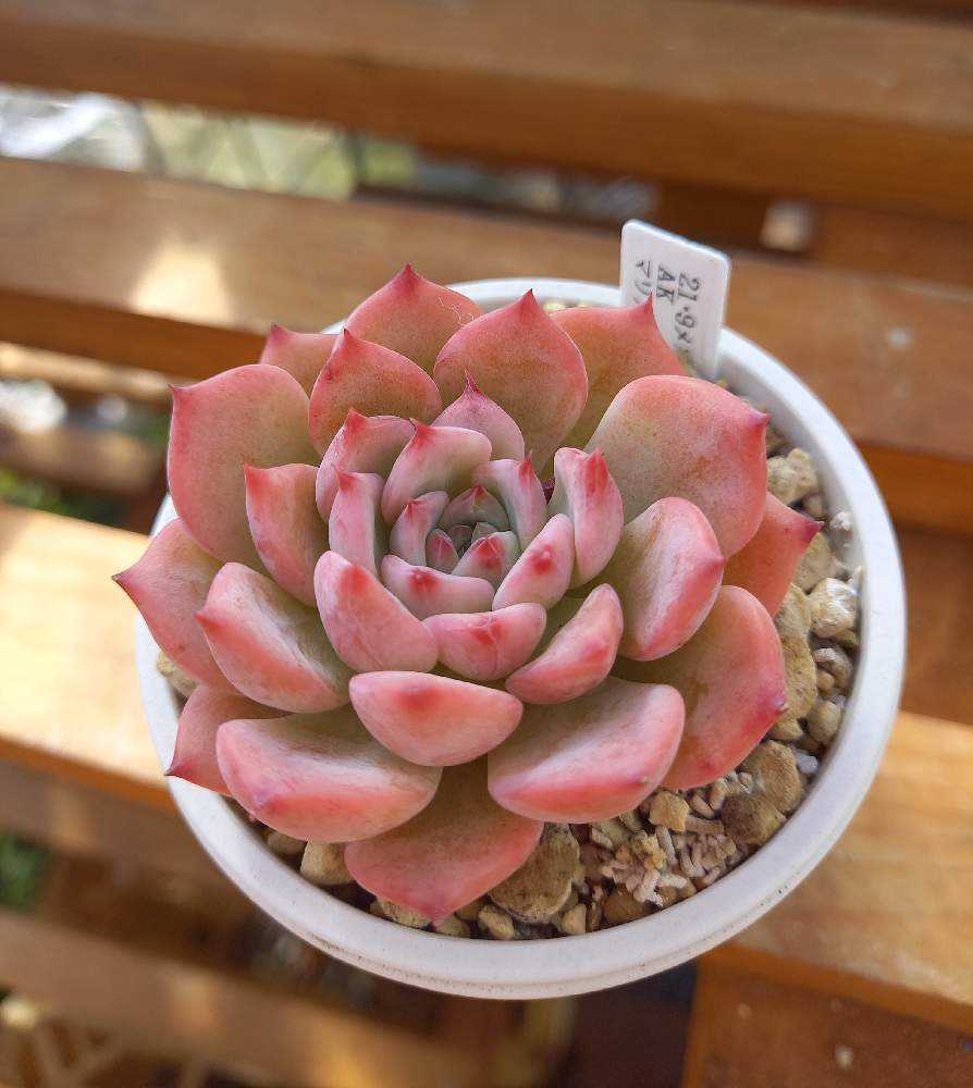 193A😇🌹AKマリア ｜🍀GreenSnap（グリーンスナップ）