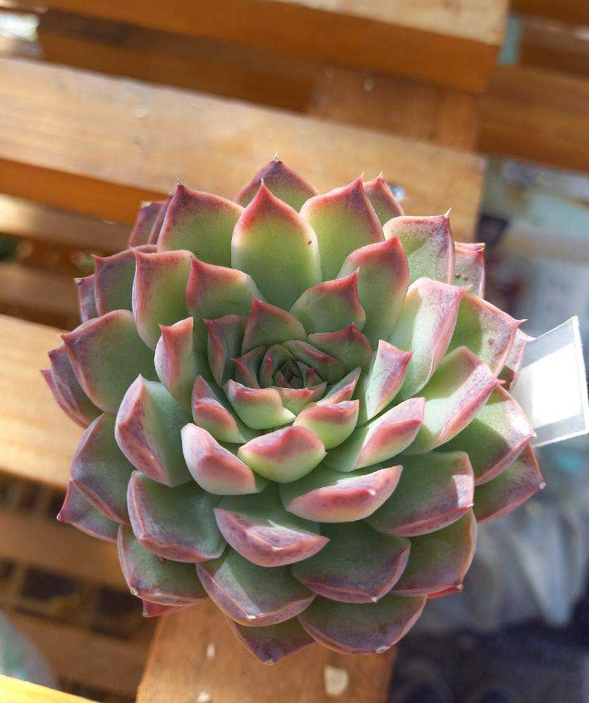 多肉植物実生苗　メキシコポルデンシス×シムランスラグナサンチェス 抜き苗 704🌹(シムランスライオネス×ラパス)×メキシコポルデンシス