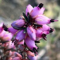 エリカ,花壇,ガーデニング,庭木,山野草の画像