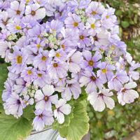 プリムラ,プリムラ マラコイデス,かわいい,可愛い,癒しの画像