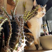 ユーフォルビア　クンチー,猫っぽオイデス,楽しい,ユーフォルビア,野生化の画像