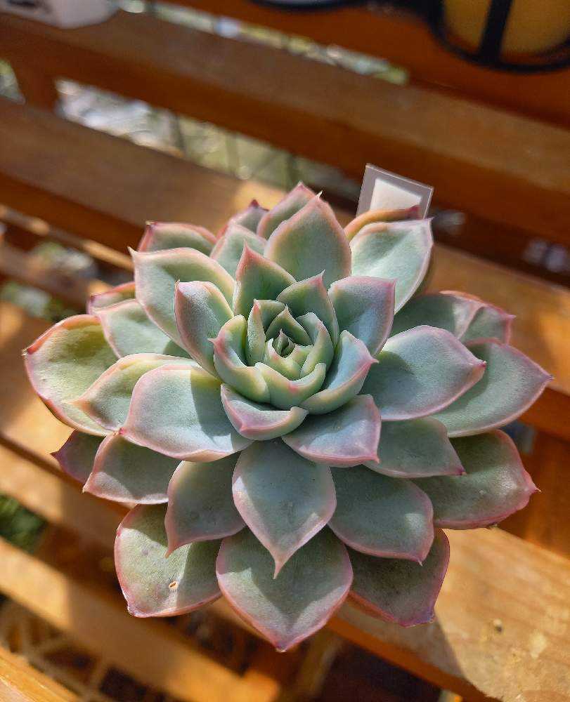 iammi×HANON】パジリカーノグリーンコーヒービーンダイエット