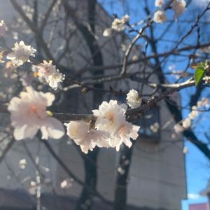 園芸店,かわいいな♡,花のある暮らし,フラワーギフト,GSのみなさんに感謝♡の画像