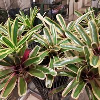 ネオレゲリア・ファイヤーボール,観葉植物,ネオレゲリア,タンクブロメリア,ネオゲレリア属の画像