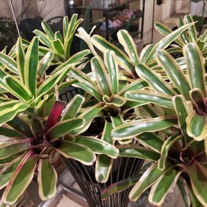 ネオレゲリア・ファイヤーボール,観葉植物,ネオレゲリア,タンクブロメリア,ネオゲレリア属の画像