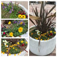 ビデンス,キンギョソウ,ネメシア,カレンデュラ,ニューサイランの画像