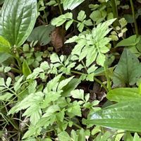 セリ,春の七草,今日のお花,板橋区赤塚植物園,お出かけ先の画像