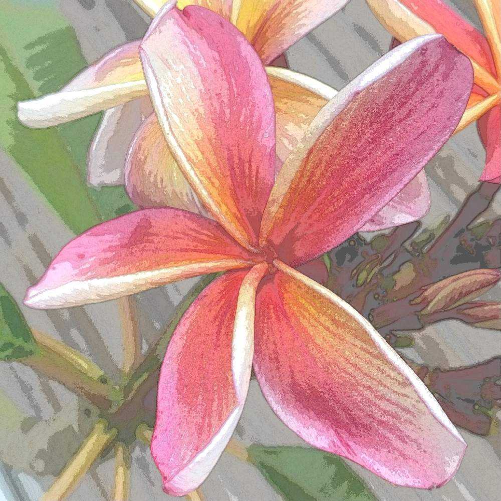 ちょっと待って！プルメリアの実生苗を買う前に｜🍀GreenSnap