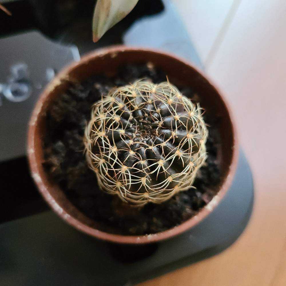 アラクナカンサの成長記録🖤🧡｜🍀GreenSnap（グリーンスナップ）