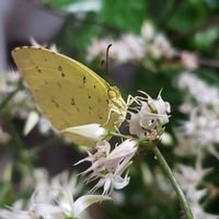 サルメントーサ,キタキチョウ♡,斑入りでないサルメントーサ,虫っこさん,知りませんでした仲間の画像