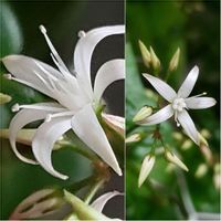 サルメントーサ,斑入りでないサルメントーサ,グリーンアクセサリー♪,❀白の幻想❀,冬室内チームの画像