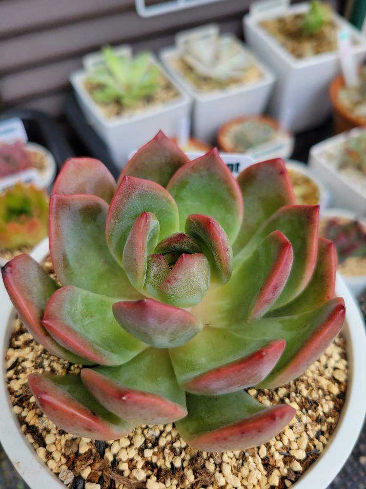 グラムピンク｜🍀GreenSnap（グリーンスナップ）