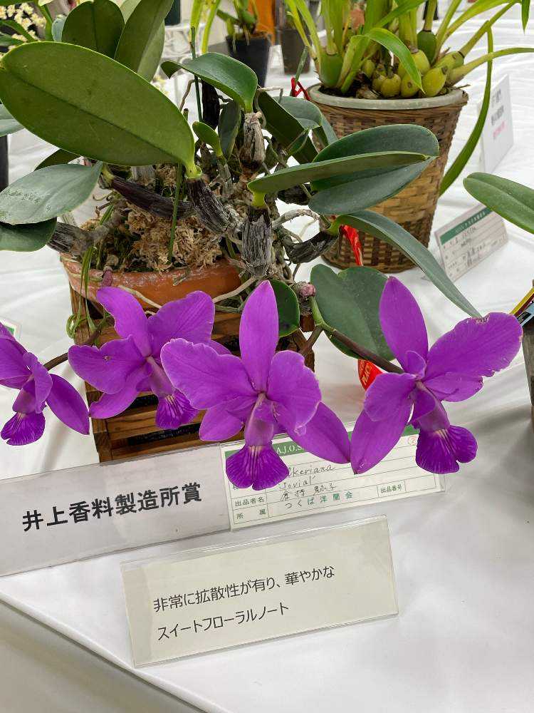 第62回全日本蘭協会洋らん展 サンシャインシティ世界のらん展2023～The