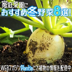 ガーデニング,花のある暮らし,冬の花,植物のある暮らし,冬野菜の画像