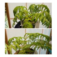 ヘゴ,シダ植物,ヘゴ科,部屋の画像