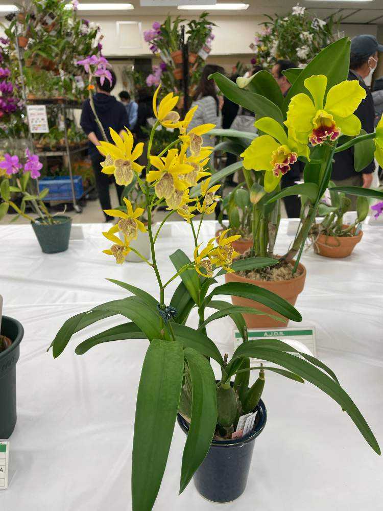 第62回 全日本蘭協会洋らん展 サンシャインシティ世界のらん展2023