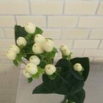 ヒペリカム ココウノの一覧 Greensnap グリーンスナップ ヒペリカム ココウノの一覧 Greensnap グリーンスナップ