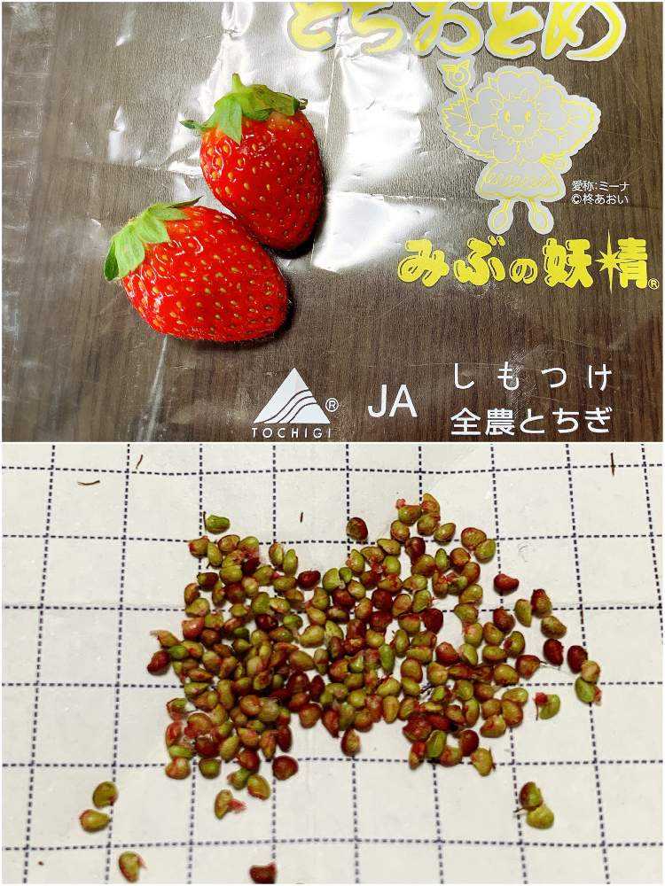 いちご】とちおとめを種から育てる🍓｜🍀GreenSnap（グリーンスナップ）