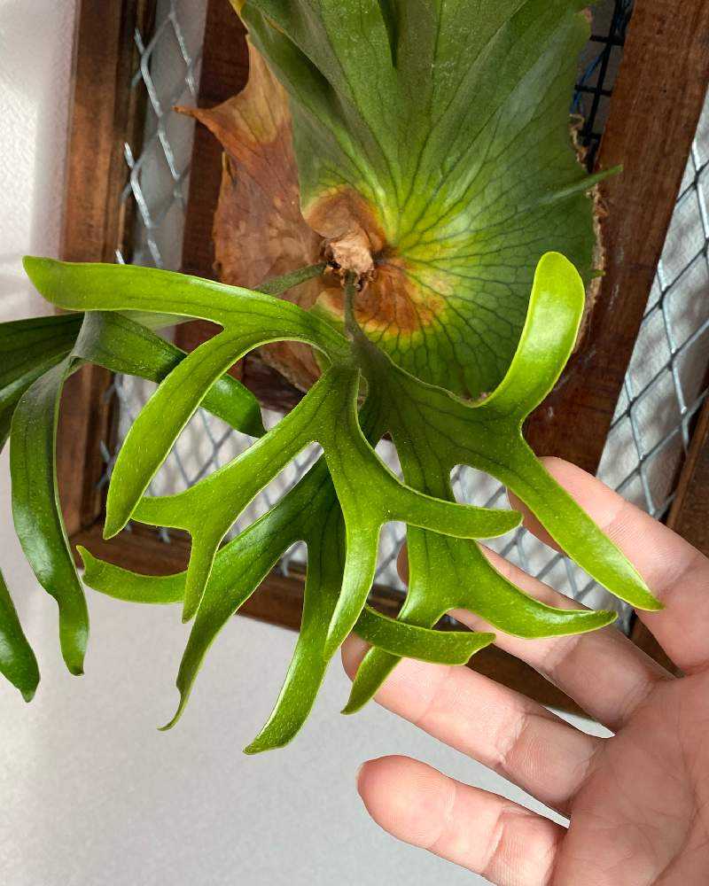 P. coronarium 'Thailand Dwarf' 成長記録 2024.7.9 🔚🔚｜🍀GreenSnap