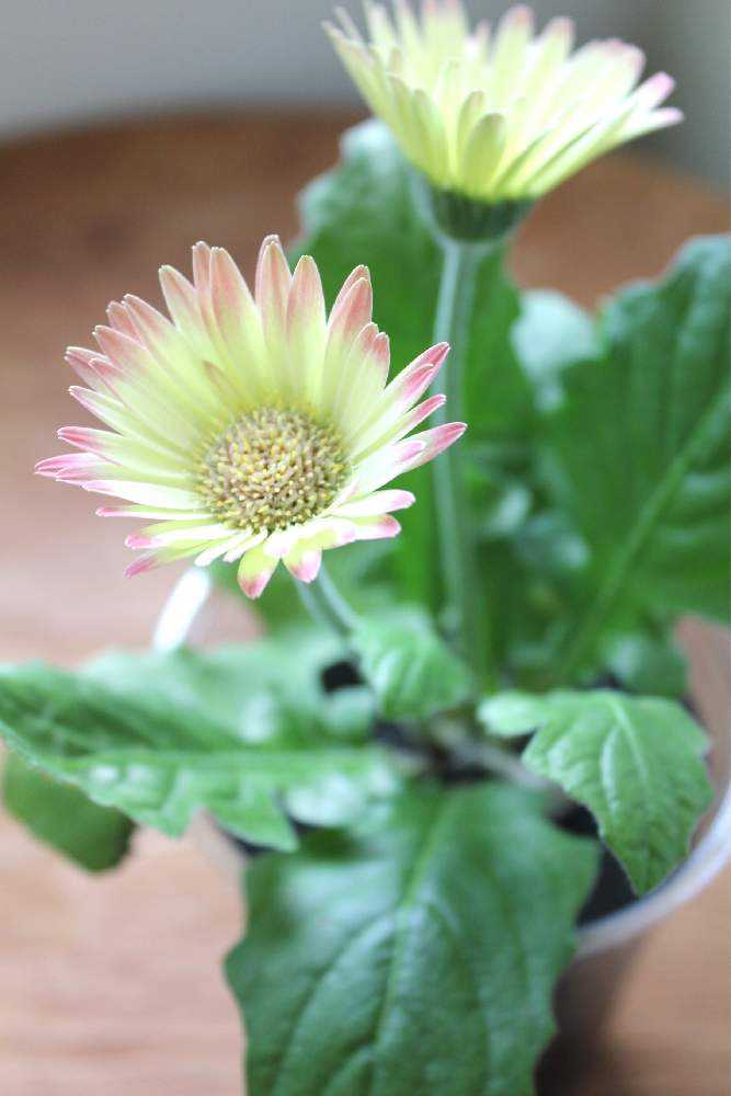 がーべら様専用 ねこ様さま専用 ガーベラブーケ ウェディングブーケ