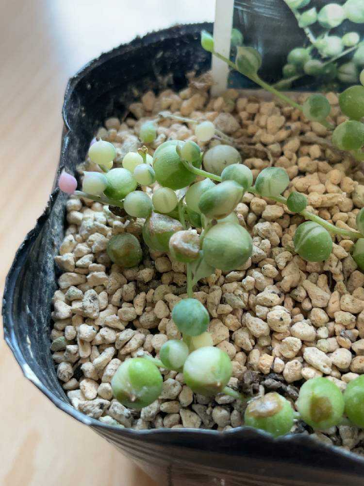 斑入りグリーンネックレス成長記録｜🍀GreenSnap（グリーンスナップ）