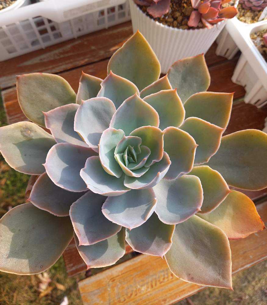 クリームベリー×シャビアナ グリーン 実生苗 多肉植物 エケベリア 5747_1.jpg