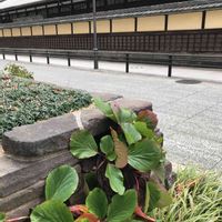 ヒマラヤユキノシタ,ヤブラン,レトロな建物,淀屋橋界隈,愛珠幼稚園の画像