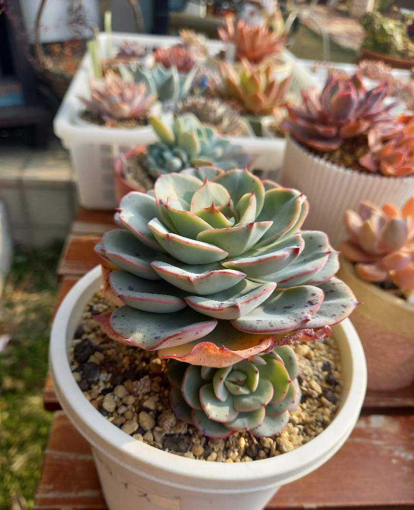 多肉植物　ピーチスアンクリーム　　抜き苗 ピーチスアンドクリーム エケベリア カット苗 群生 | 多肉植物カット苗