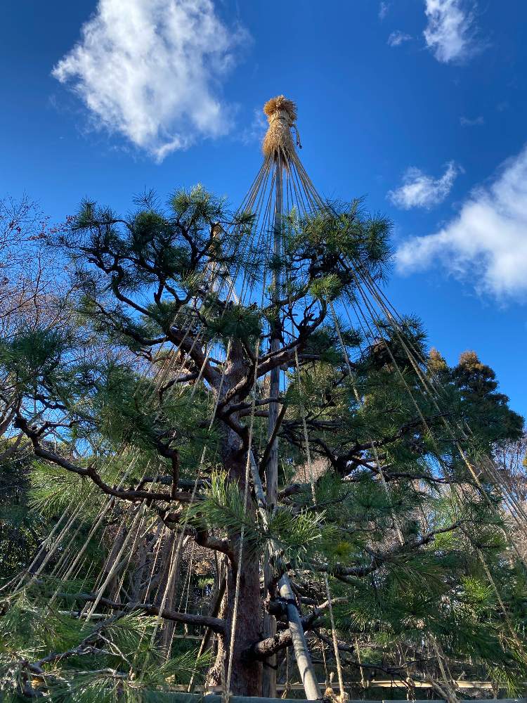 マツの投稿画像 By ハーブティーさん お出かけ先と山野草と栃木県中央公園と花札の植物と花札の植物１月と山野草と栃木県中央公園と花札の植物と花札の植物１月 23月1月7日 Greensnap グリーンスナップ Greensnap グリーンスナップ