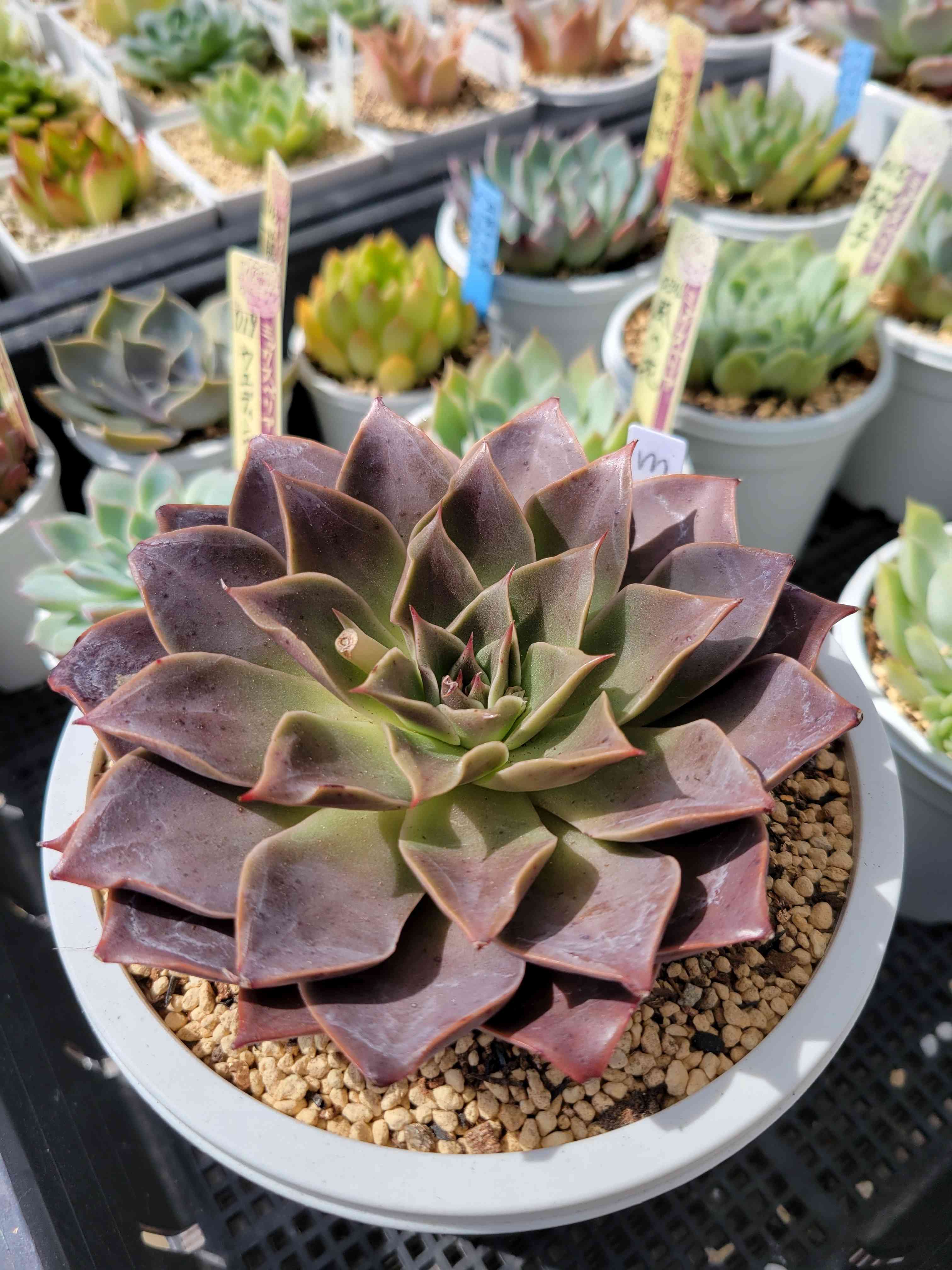 mia｜🍀GreenSnap（グリーンスナップ）