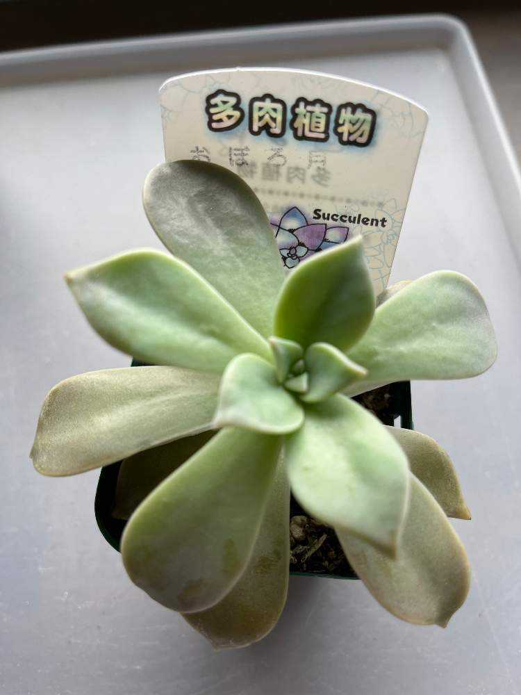 朧月の記録｜🍀GreenSnap（グリーンスナップ）