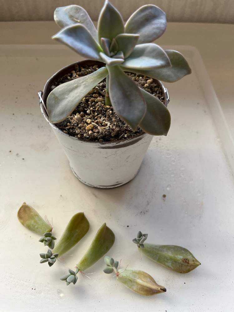 朧月の記録｜🍀GreenSnap（グリーンスナップ）