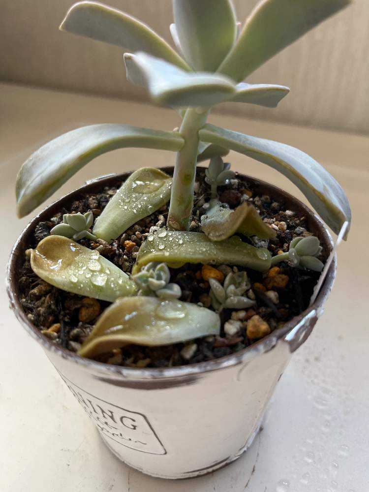 朧月の記録｜🍀GreenSnap（グリーンスナップ）