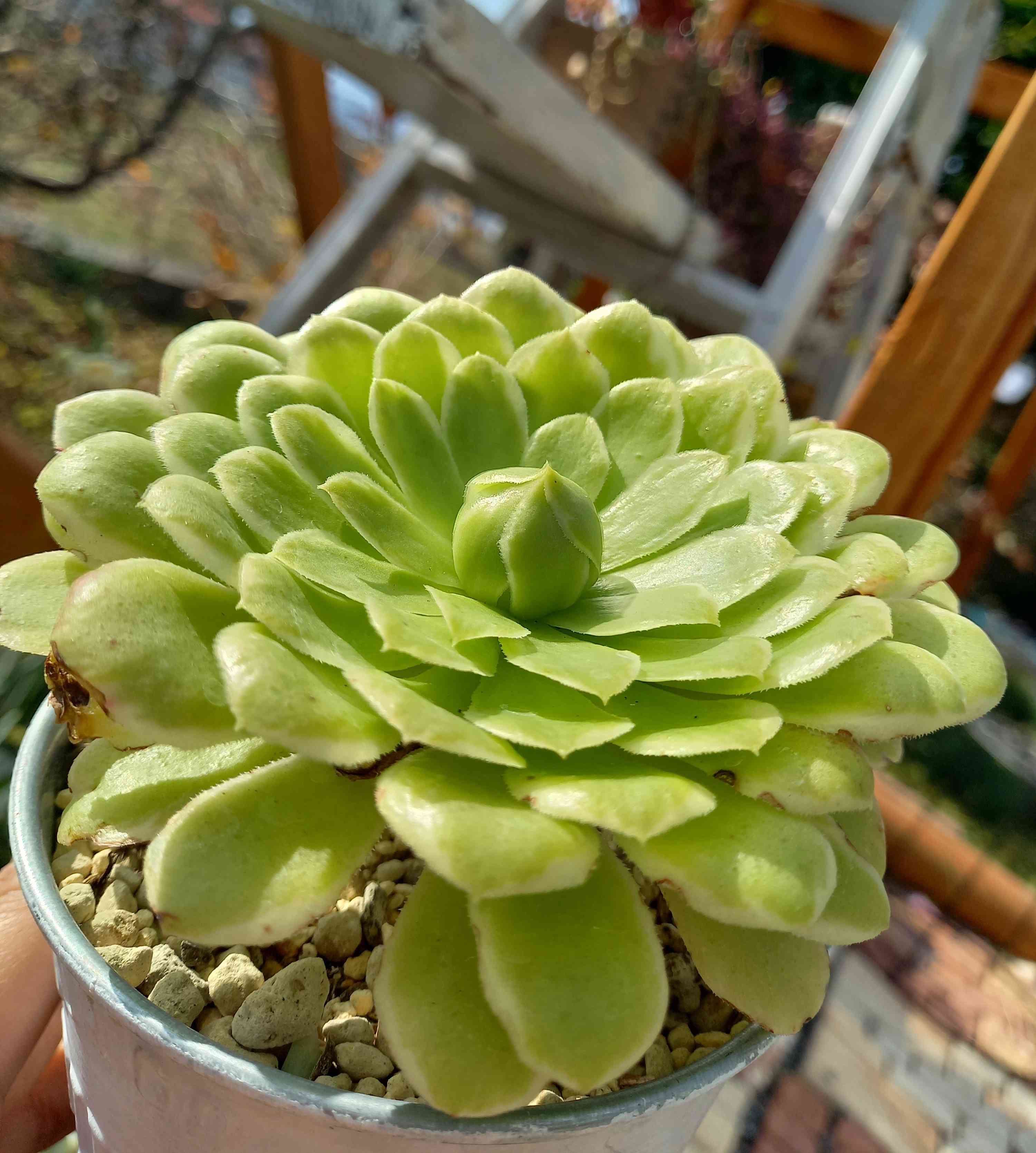 334👰エメラルドアイス アイスエイジ ｜🍀GreenSnap（グリーンスナップ）