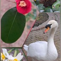 スイセン,ツバキ,ツワブキ,赤い花,黄色い花の画像