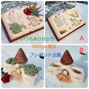 ミニバラ,ゴールデンラビット,ブロンズ姫錦,シロボタン,ブルーマウンテンの画像