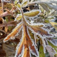 霜の朝,ヨモギ,霜の花,キク科,霜の朝♪の画像