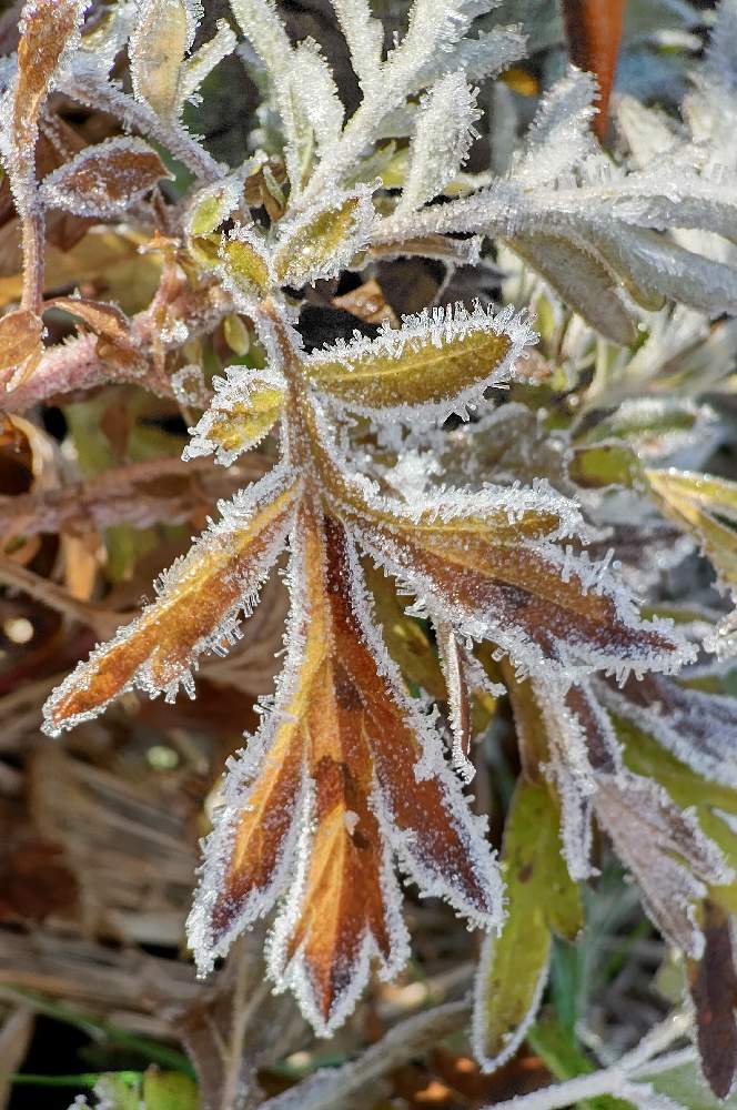 ヨモギの投稿画像 By 真理さん キク科ヨモギ属とヨモギ属とキク科と8日は葉っぱの発表会と霜の花 と霜の朝 と畑と静かな日曜日とチームうずくまりとキク科 ヨモギ属とヨモギ属とキク科と8日は葉っぱの発表会と霜の花 と霜の朝 と静かな日曜日とチームうずくまり 23