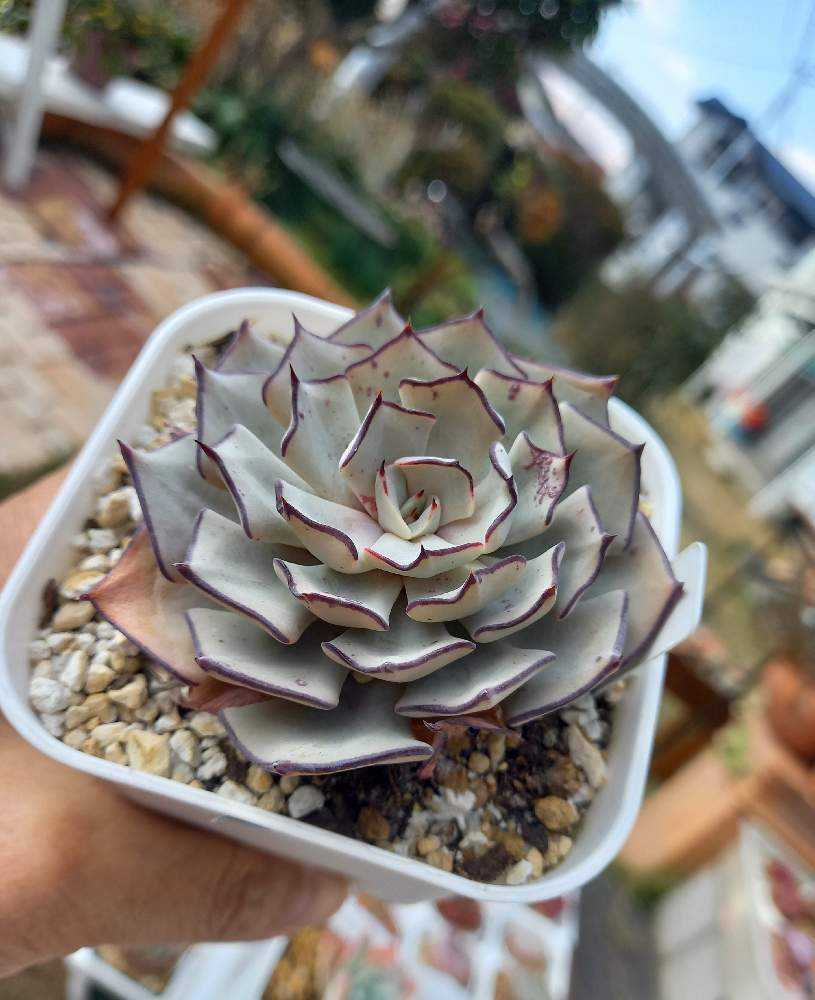 594🌹👰🌹ストリクチフローラ ノヴァ｜🍀GreenSnap（グリーンスナップ）