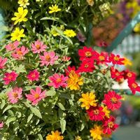 ジニア,ハンギング,黄色い花,赤い花,鉢植えの画像