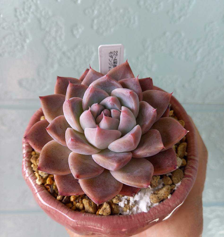 601🌹🌹モダンジェオン｜🍀GreenSnap（グリーンスナップ）