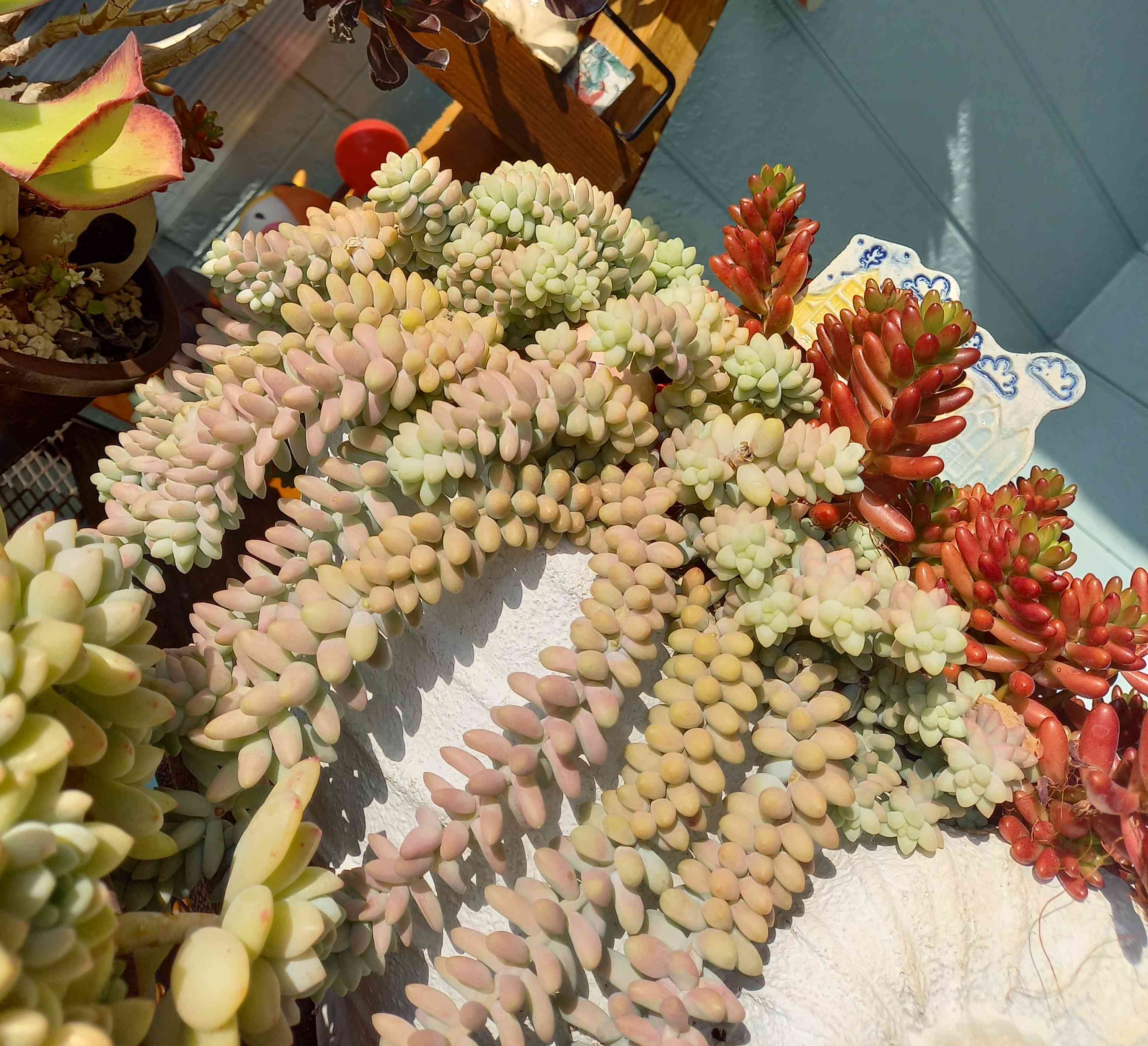 新玉つづり(ビアポップ) | RuPo 多肉植物専門店 powered by BASE no.27