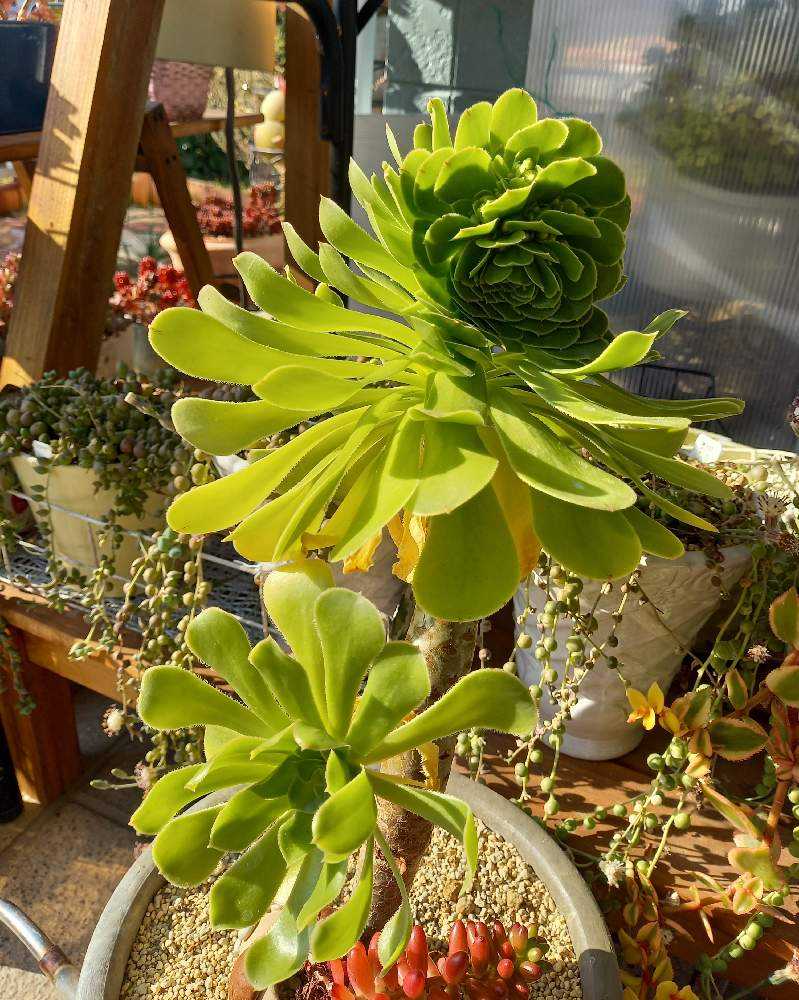 280👰艶姿 あですがた｜🍀GreenSnap（グリーンスナップ）