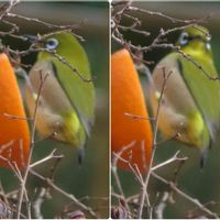 ミカン,メジロちゃん♡,野鳥,平和を願う,うどん県人会の画像