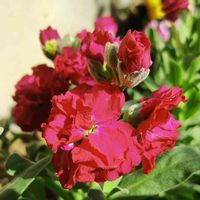 ストック,今日のお花,こまりねこ お迎え記録,小さな庭の画像