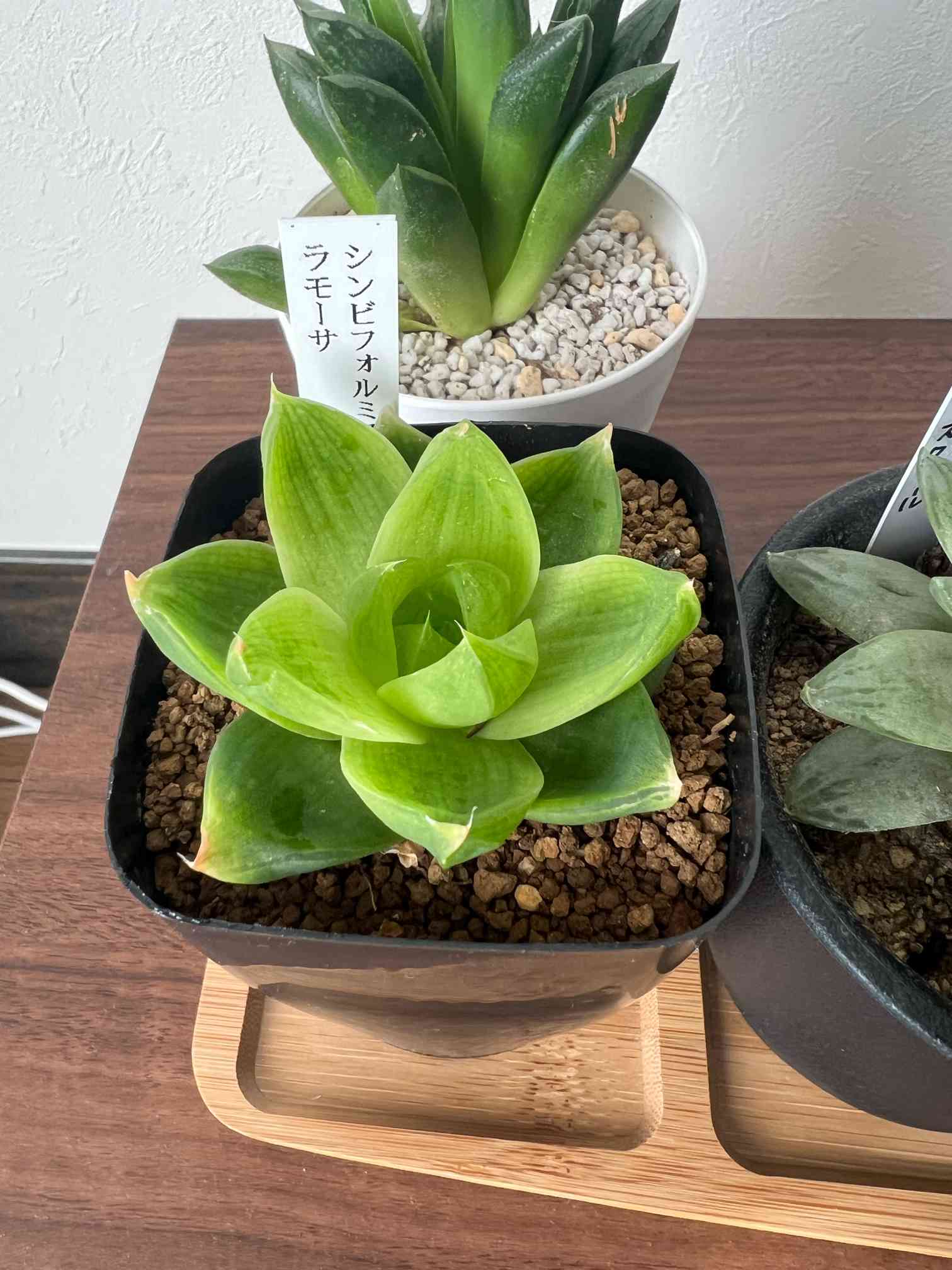 ハオルチア シンビフォルミス ラモーサ｜🍀GreenSnap（グリーンスナップ）