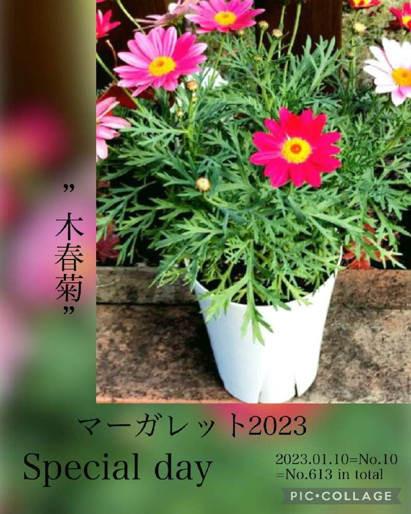 テラスの投稿画像 By ウマキチさん 23月1月10日 Greensnap グリーンスナップ Greensnap グリーンスナップ