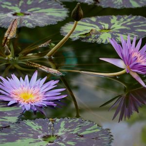 熱帯スイレン,熱帯睡蓮　フォックスファイヤー,温室,神代植物公園,お出かけ先の画像