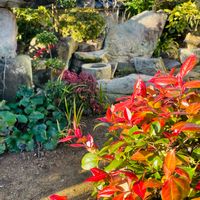 ツワブキ,シャシャンボ,可愛い〜♡,癒し,綺麗な紅葉の画像