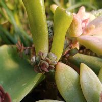 ゴーラム,こまりねこ 多肉植物,小さな庭の画像